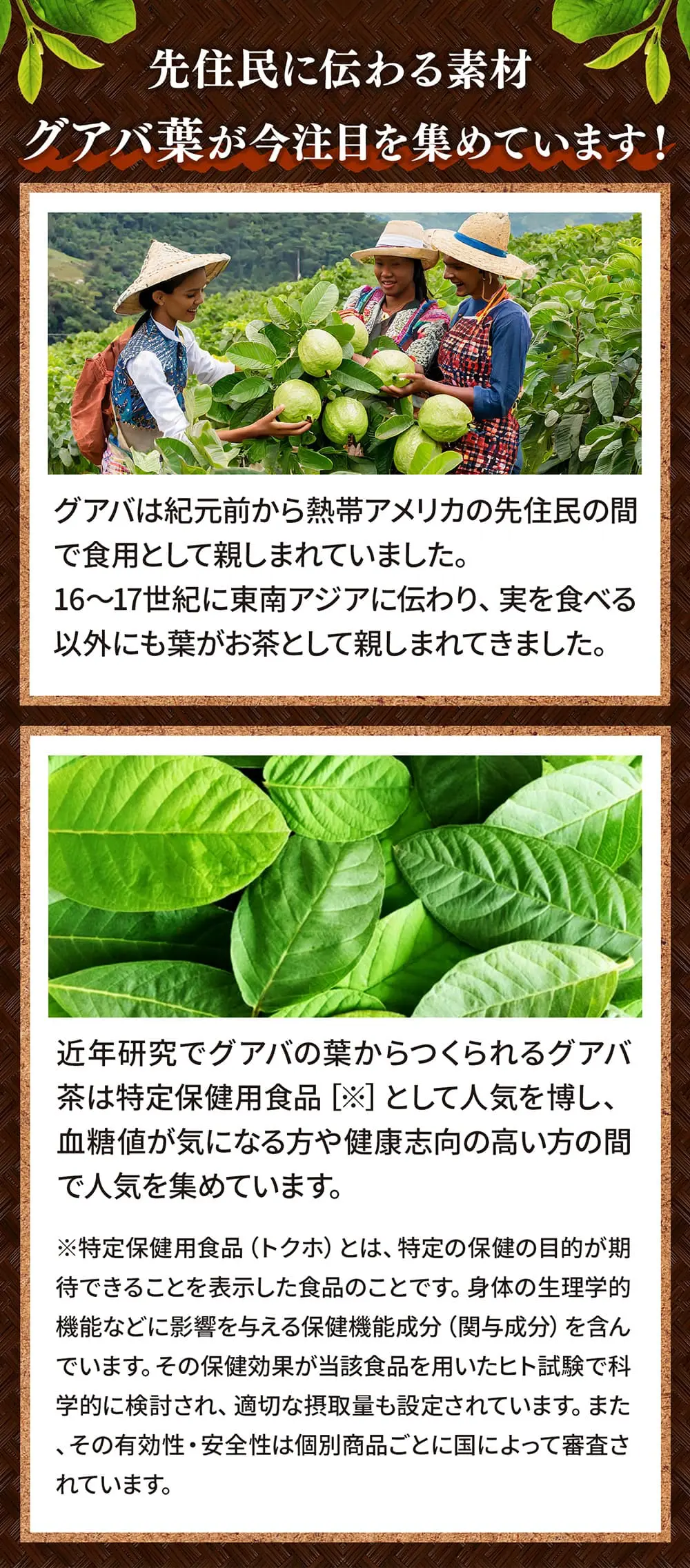 先住民に伝わる素材グアバ葉が今注目を集めています！